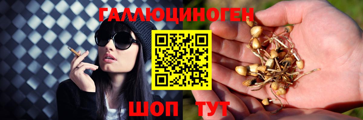 Псилоцибиновые грибы Psilocybe Алапаевск